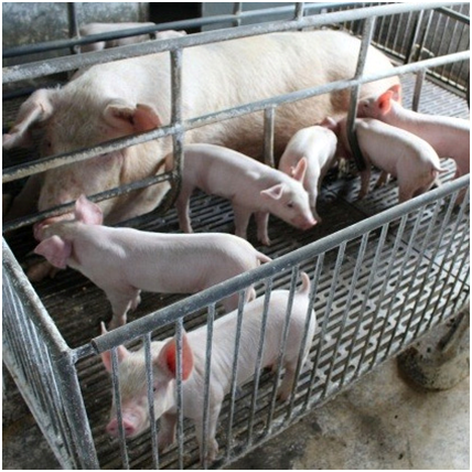 种猪养殖污水处理设备