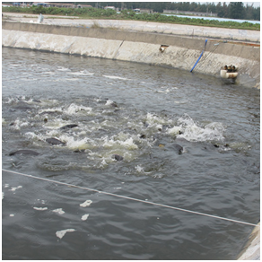 水产养殖废水循环净化设备